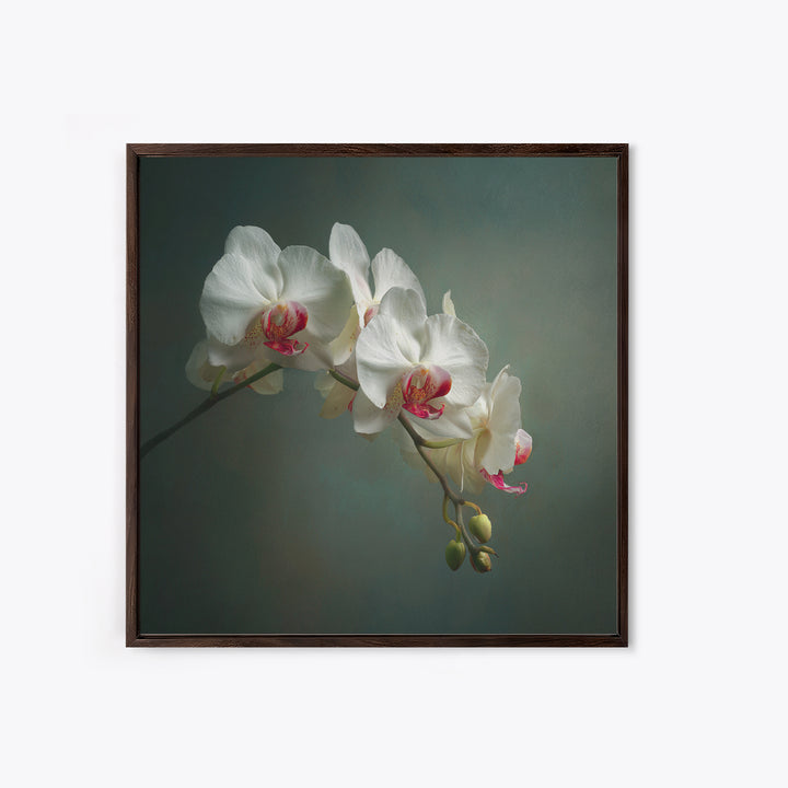 White Orchids Against Warm Gray Background Framed Canvas Print, Master Bedroom, Bedroom Decor, Abstract Art, Sanctuary, MAS-1x1-57