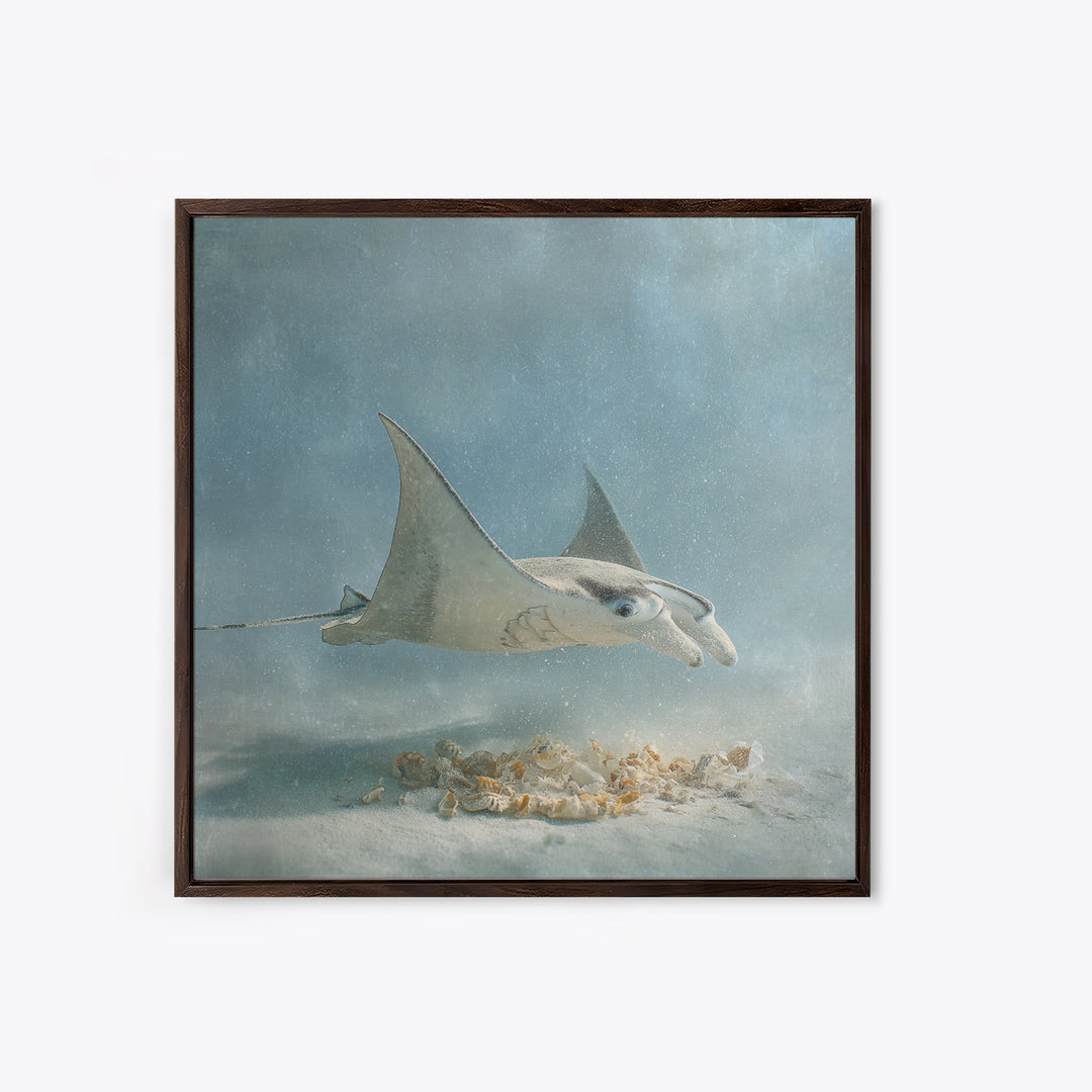 Manta Ray Flying Through Underwater Light Framed Canvas Print, Marine Life Art, Ocean Prints, Living Room Decor, Marine, MLA-1x1-38