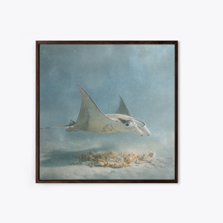 Manta Ray Flying Through Underwater Light Framed Canvas Print, Marine Life Art, Ocean Prints, Living Room Decor, Marine, MLA-1x1-38