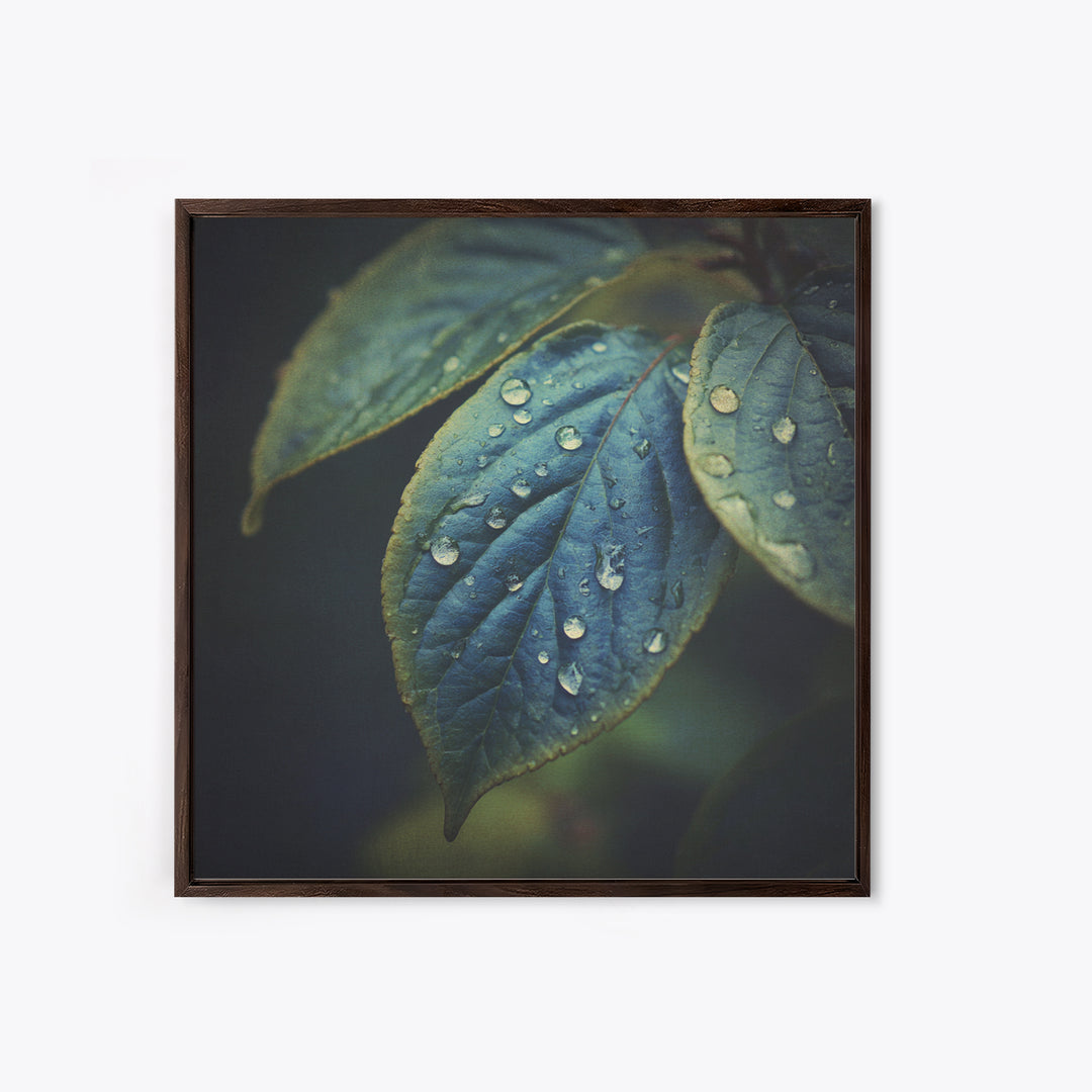 Rain Drops on a Large Green Leaf Framed Canvas Print, Nature Art, Statement Artwork, Living Room Decor, Fine Art, Nature, NAT-1x1-33