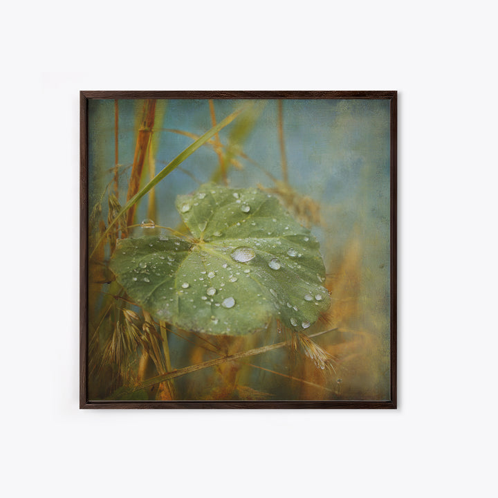 Rain Drops on a Large Green Leaf Framed Canvas Print, Nature Art, Statement Artwork, Living Room Decor, Fine Art, Nature, NAT-1x1-57