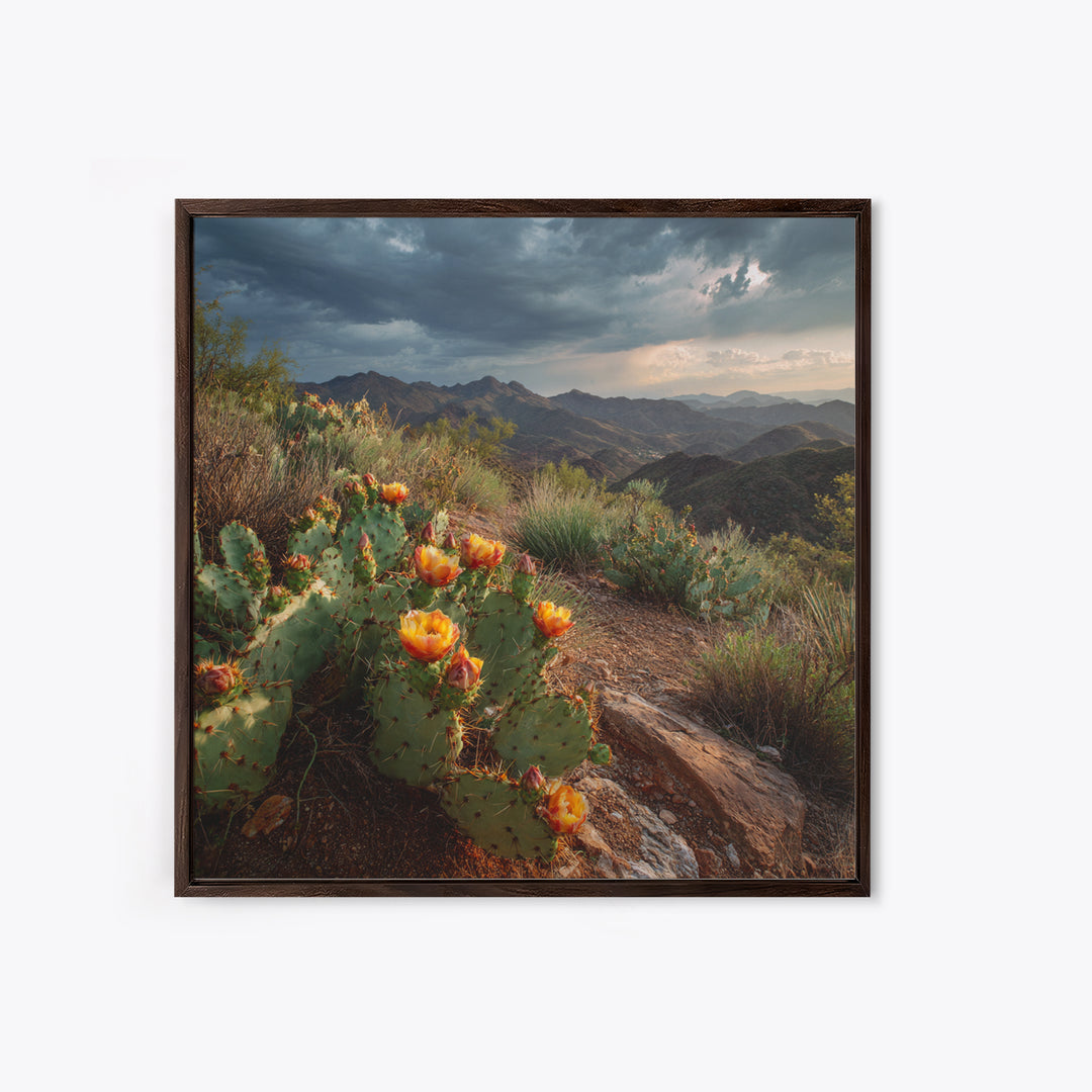 Desert Cactus Blooming After Rain Canvas Print, Nature Art, Nature Wall Art, Living Room Decor, Fine Art, Nature, NAT-1x1-92