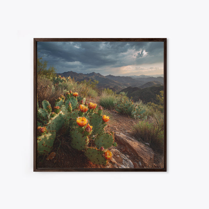 Desert Cactus Blooming After Rain Canvas Print, Nature Art, Nature Wall Art, Living Room Decor, Fine Art, Nature, NAT-1x1-92