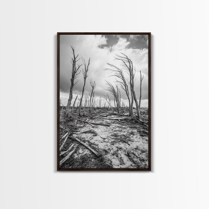 Windblown Trees, stormy sky, moody landscape, wabi sabi art, black and white, framed canvas print, rustic decor, nature photography