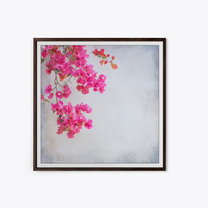 Pink Bougainvillea over White Wall Framed Canvas Print, Tropical Art, Room Decor, Living Room Decor, Fine Art, Tropic, TRO-1x1-40