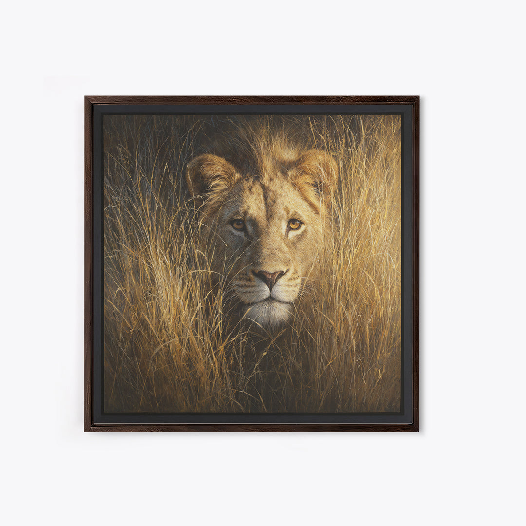 Lion Emerging from Golden Savanna Grass Canvas Print, Wildlife Art, Modern Decor, Living Room Decor, Fine Art, Wild, Home Decor, WIL-1x1-49