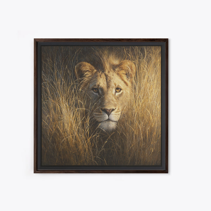 Lion Emerging from Golden Savanna Grass Canvas Print, Wildlife Art, Modern Decor, Living Room Decor, Fine Art, Wild, Home Decor, WIL-1x1-49