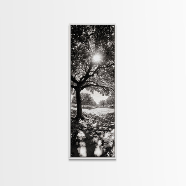 Sunlight Tree, Autumn Glow, Nature Shadowplay, Black White Forest Scene, Canvas Print, Fall Living Room Art, Boho Earthy Wall Decor