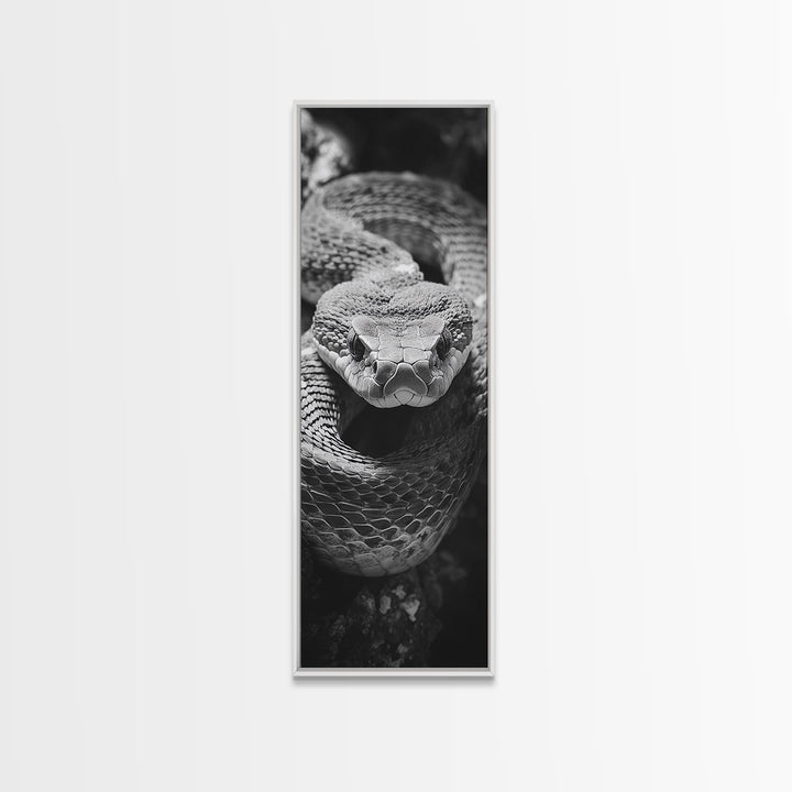 Coiled Snake, Wild Reptile, Black and White Snake, Fierce Eyes, Framed Canvas Print, Nature Lover Wall Art, Masculine Office Decor