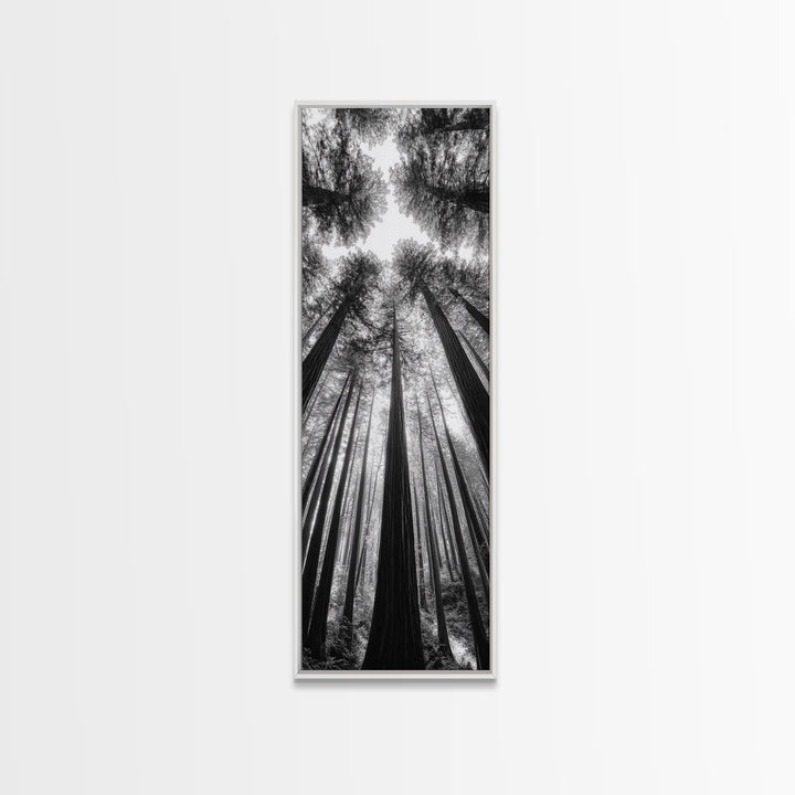 Redwood Forest, Sunlight Trees, Nature Canopy, Canvas Print, Serene Woodland Art, Cabin Wall Decor, Black and White Forest Art, Bedroom Wall Art