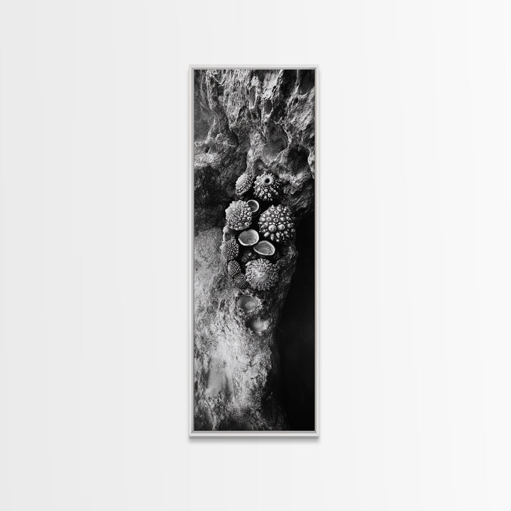 Tide Pool Life, Sea Creatures, Textured Nature, Ocean Details, Shell Art, Framed Canvas Print, Bathroom Wall Art, Coastal Boho Vibes