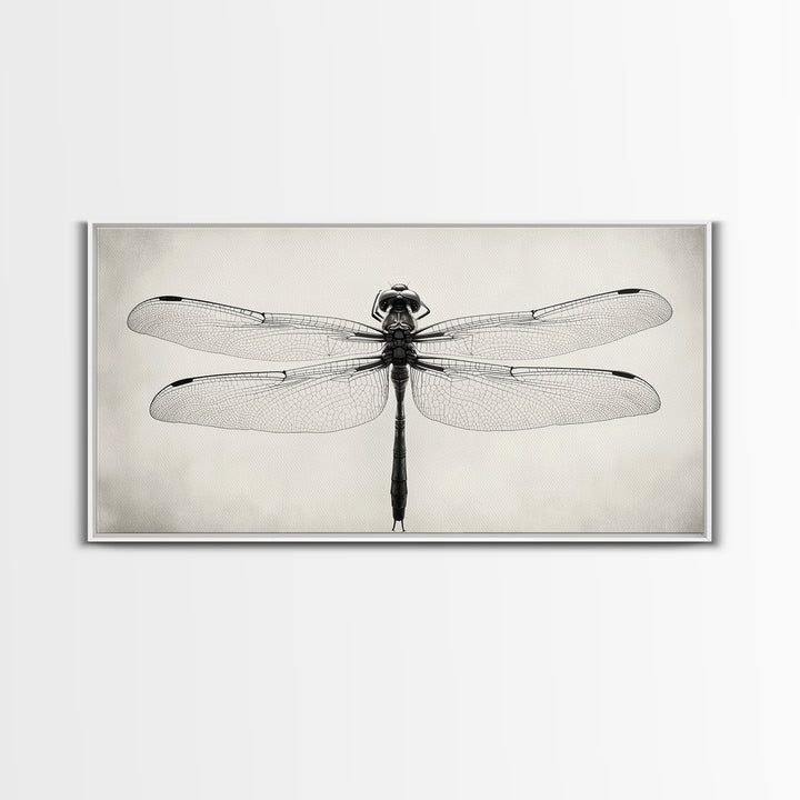 Dragonfly Sketch, Insect Art Print, Botanical Illustration, Minimalist Natural History, Framed Canvas Print, Office or Study Wall Art