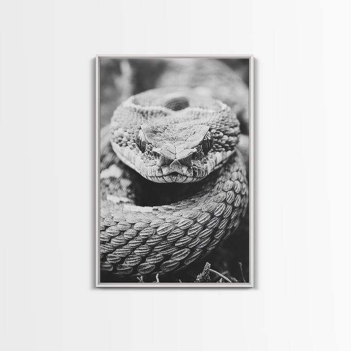 Rattlesnake Face, Coiled Closeup, Venomous Gaze, Canvas Print, Macro Wildlife Wall Art, Reptile Decor, Intense Black White Photography