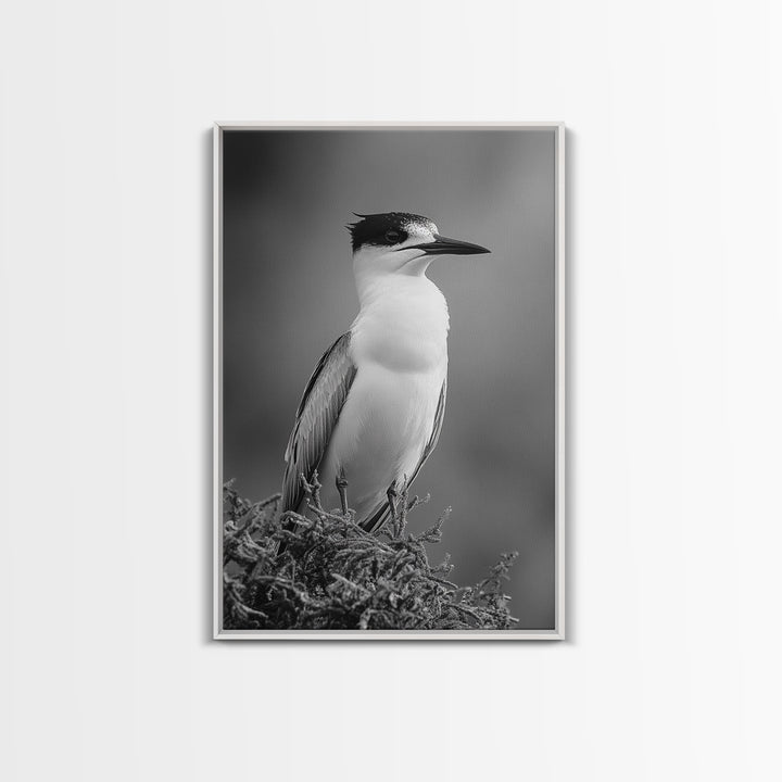 Coastal Bird Portrait, Black White Art, Nature Print, Minimalist Style, Living Room Wall Decor, Framed Canvas Print, Beach House Art