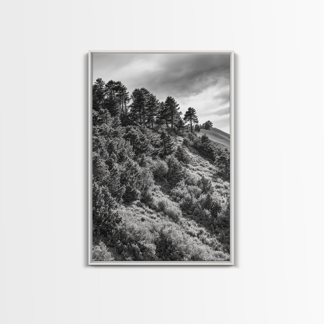 Hillside Forest, Peaceful Pines, Mountain Light, Framed Canvas Print, Nature Wall Art, Cabin Decor, Woodland Landscape Scene