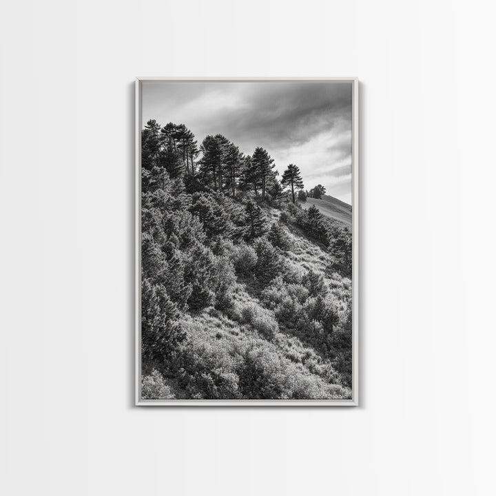 Hillside Forest, Peaceful Pines, Mountain Light, Framed Canvas Print, Nature Wall Art, Cabin Decor, Woodland Landscape Scene