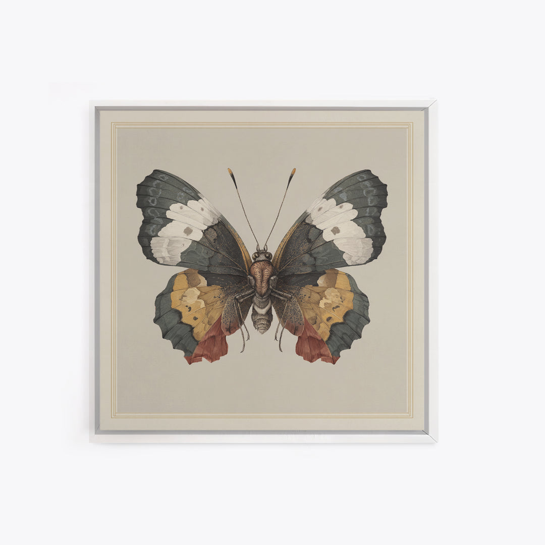Butterfly Specimen Composition Framed Canvas Print, Animal Art, Original Art, Living Room Decor, Creature, Trendy Wall Art, ANI-1x1-47