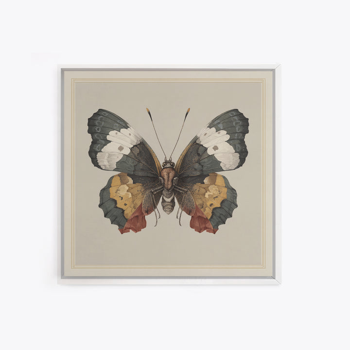 Butterfly Specimen Composition Framed Canvas Print, Animal Art, Original Art, Living Room Decor, Creature, Trendy Wall Art, ANI-1x1-47
