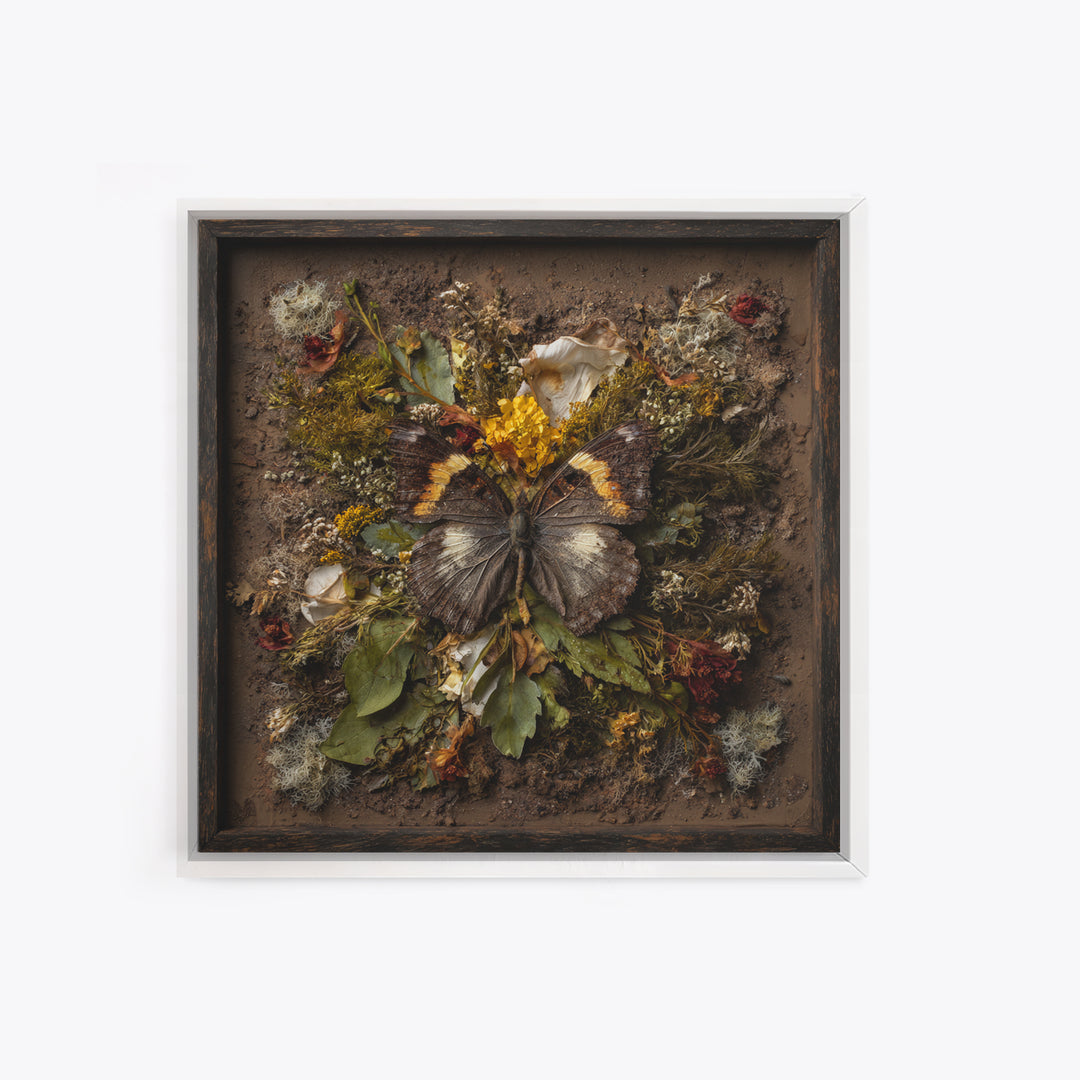 Butterfly Specimen Composition Framed Canvas Print, Animal Art, Cat Art, Living Room Decor, Fine Art, Creature, Art Print, ANI-1x1-71
