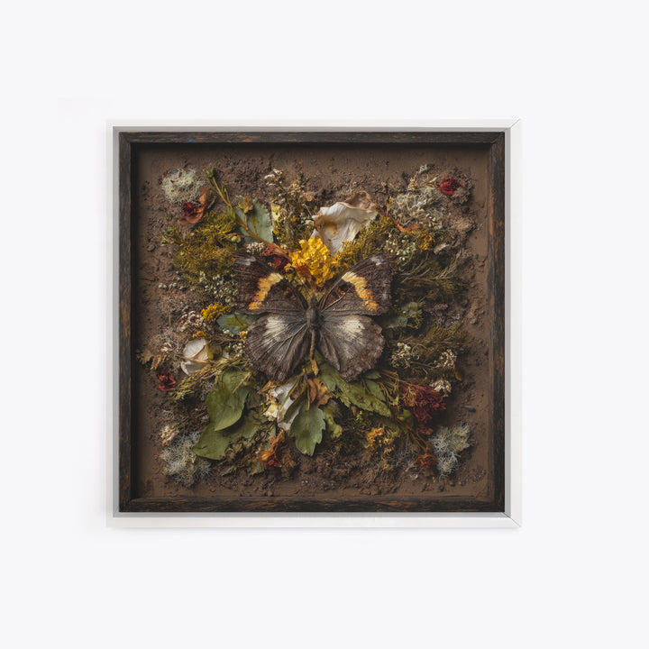 Butterfly Specimen Composition Framed Canvas Print, Animal Art, Cat Art, Living Room Decor, Fine Art, Creature, Art Print, ANI-1x1-71