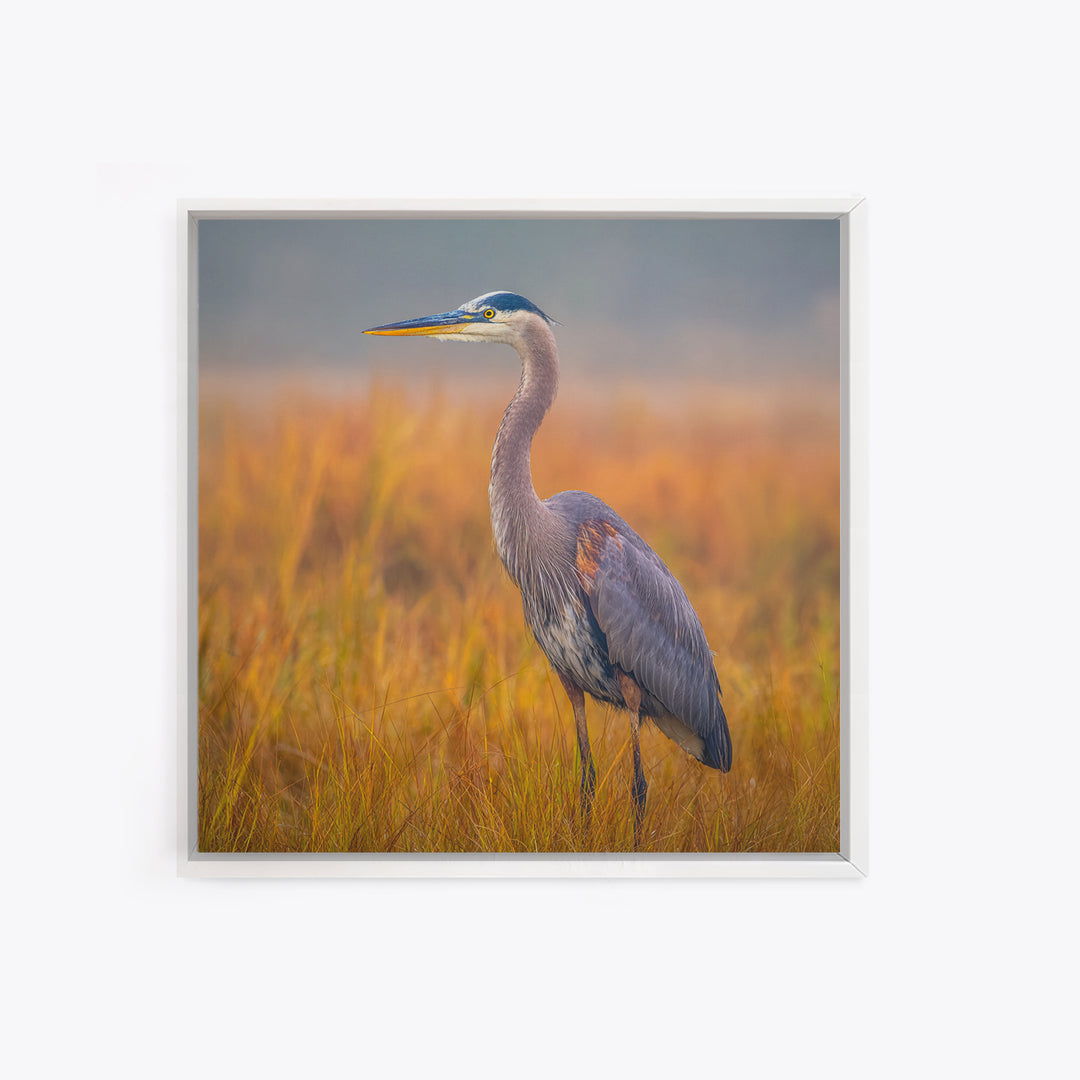 Blue Heron Standing Framed Canvas Print, Animal Art, Statement Artwork, Living Room Decor, Fine Art, Creature, Wall Decor, ANI-1x1-83