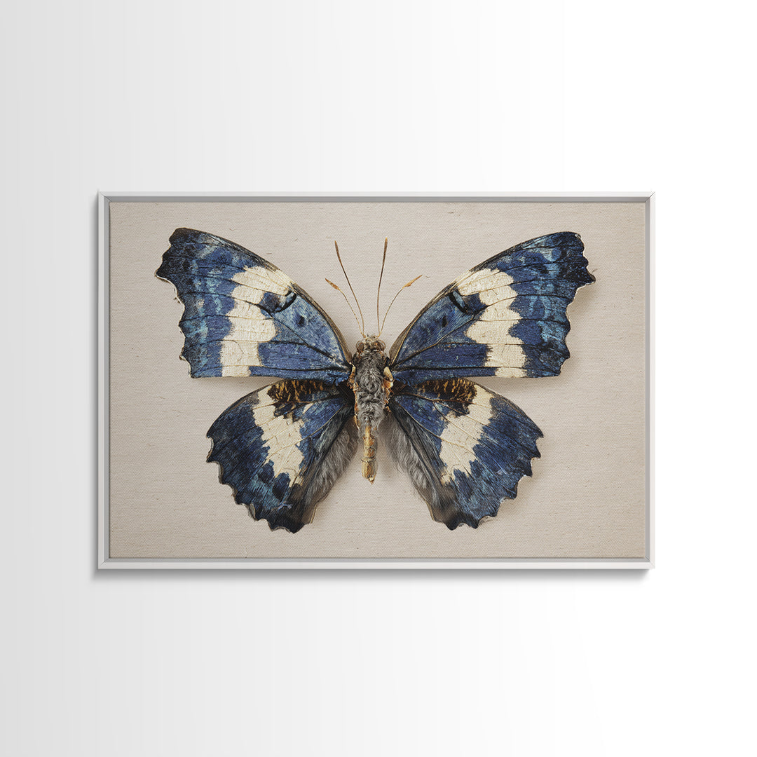 Butterfly Specimen Composition Framed Canvas Print, Animal Art, Farmhouse Decor, Living Room Decor, Fine Art, Creature, ANI-3x2-27