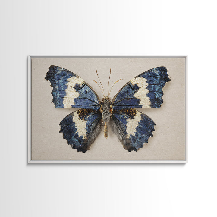 Butterfly Specimen Composition Framed Canvas Print, Animal Art, Farmhouse Decor, Living Room Decor, Fine Art, Creature, ANI-3x2-27