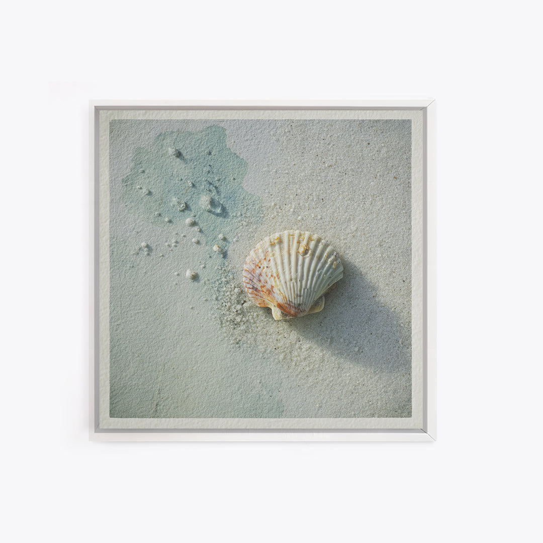 Minimal Seashell Still Life on Pale Sand Canvas Print, Bathroom Art, Gallery Decor, Bathroom Decor, Spa, Minimalist Decor, BAT-1x1-75