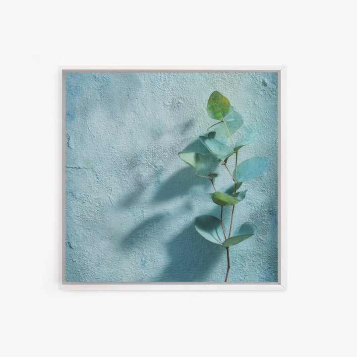 Sunlit Window Plant Shadow on Plaster Canvas Print, Bathroom Art, Bathroom Art Decor, Bathroom Decor, Fine Art, Spa, Boho Decor, BAT-1x1-90