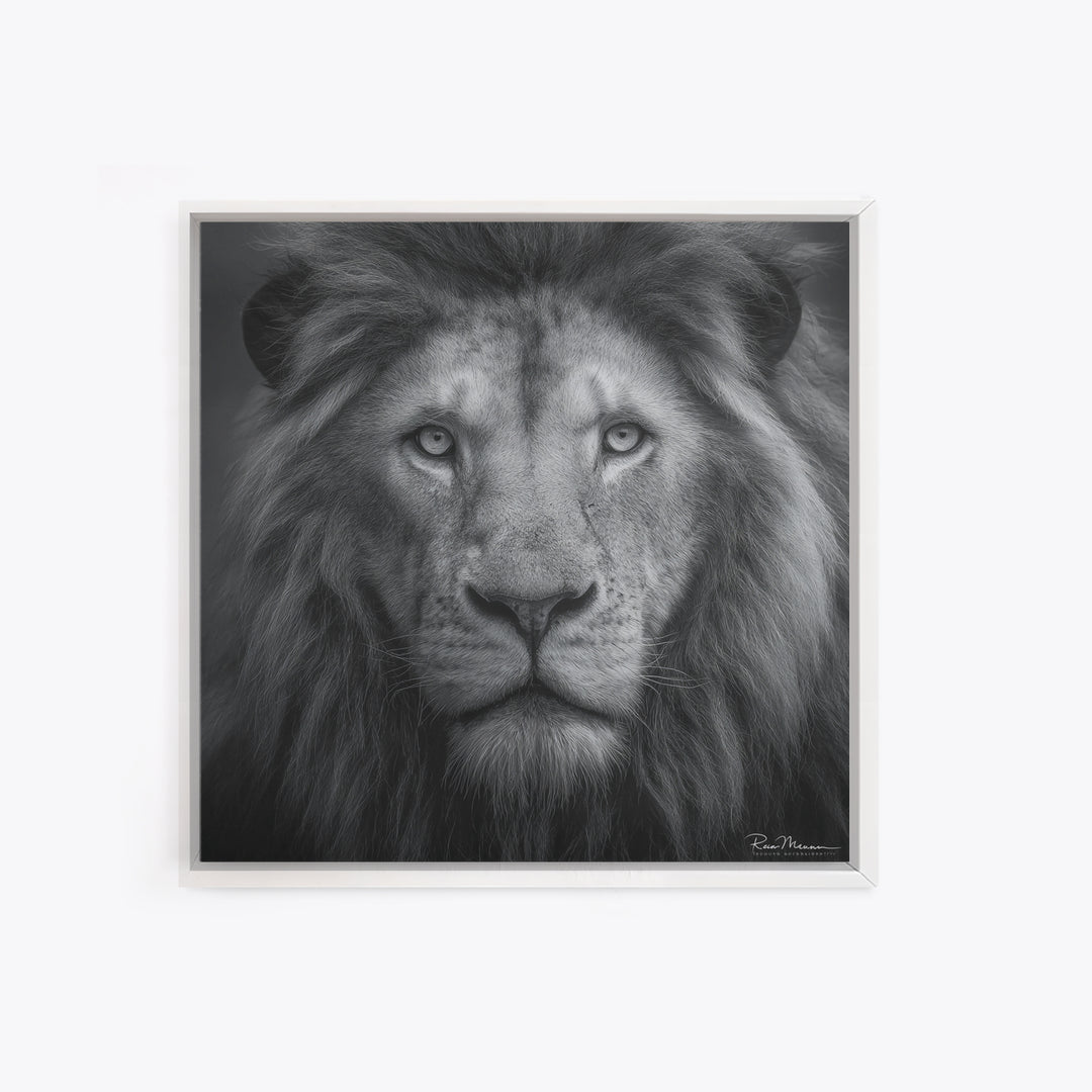Dramatic Black and White Lion Portrait Canvas Print, Black and White Art, Gallery Decor, Living Room Decor, Monochrome, BAW-1x1-17