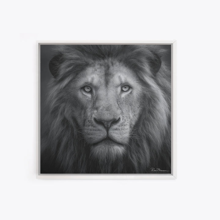 Dramatic Black and White Lion Portrait Canvas Print, Black and White Art, Gallery Decor, Living Room Decor, Monochrome, BAW-1x1-17