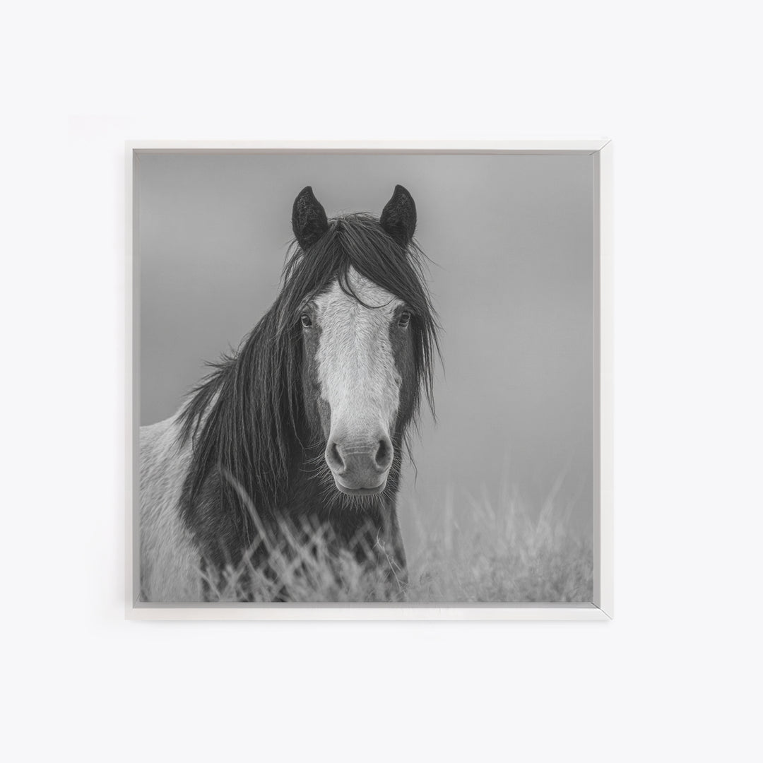Black and White Wild Horse Portrait Canvas Print, Black and White Art, Fine Art Print, Living Room Decor, Oil Painting, BAW-1x1-5
