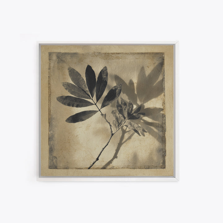 Black and White Botanical Specimen Plate Canvas Print, Black and White Art, Cabin Decor, Living Room Decor, Monochrome, BAW-1x1-71