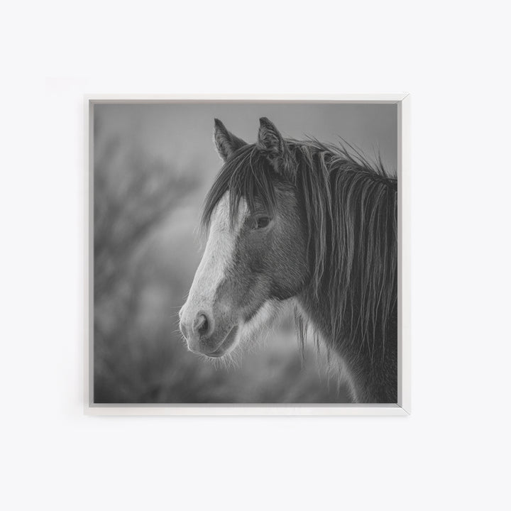 Black and White Wild Horse Portrait Canvas Print, Black and White Art, Art, Living Room Decor, Monochrome, Original Art, BAW-1x1-77