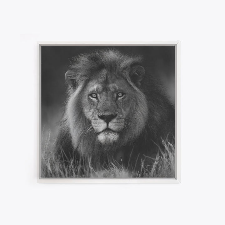 Dramatic Black and White Lion Portrait Canvas Print, Black and White Art, Contemporary Art, Living Room Decor, Monochrome, BAW-1x1-89