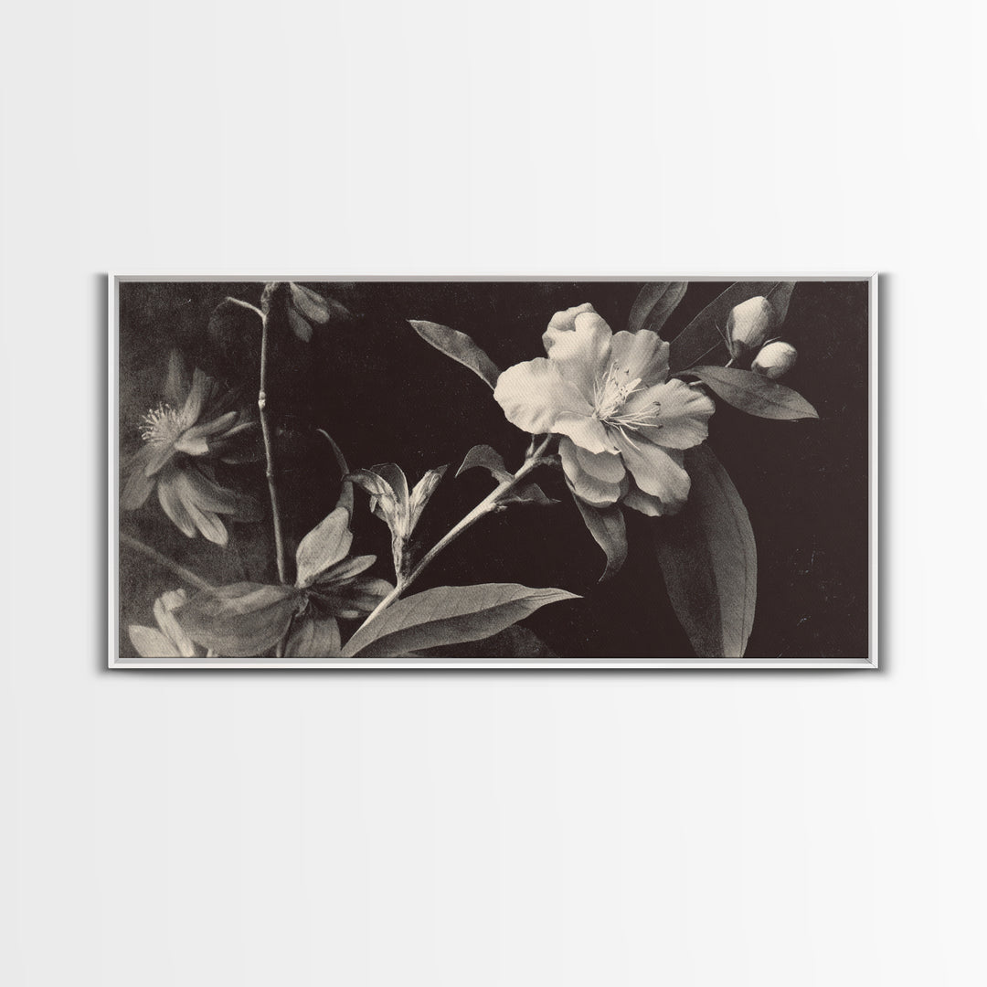 Black and White Botanical Specimen Plate Canvas Print, Black and White Art, Cabin Decor, Living Room Decor, Monochrome, BAW-2x1-19