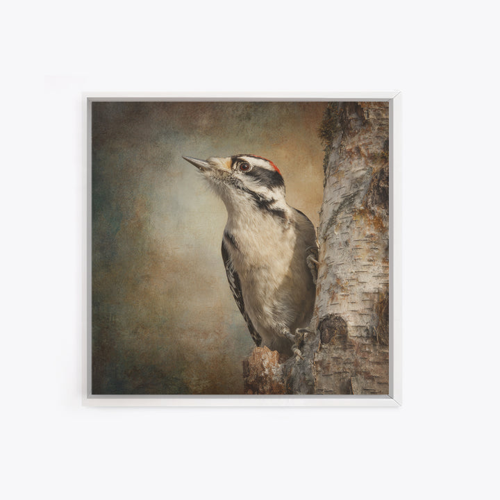Woodpecker on Birch Bark Texture Framed Canvas Print, Bird Art, Luxury Decor, Living Room Decor, Oil Painting, Flight, BIR-1x1-93