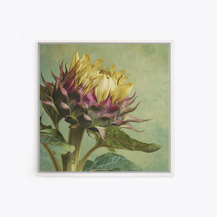 Sunflower Head Closeup Framed Canvas Print, Botanical Art, Framed Wall Art, Living Room Decor, Botanic, Boho Wall Decor, BOT-1x1-16