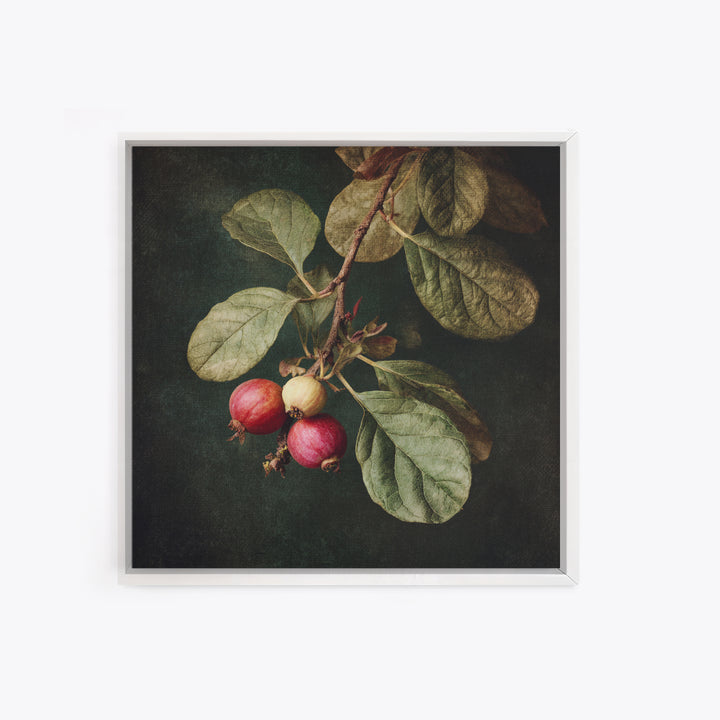 Fig Branch with Fruit and Broad Leaves Framed Canvas Print, Botanical Art, Neutral Decor, Living Room Decor, Oil Painting, BOT-1x1-63