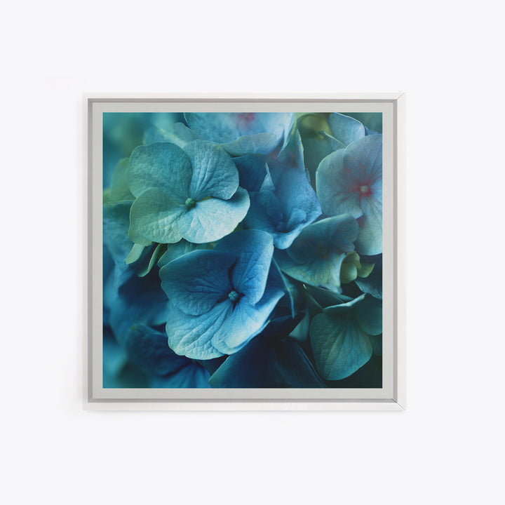 Blue Hydrangea Cluster Framed Canvas Print, Botanical Art, Modern Wall Art, Living Room Decor, Fine Art, Botanic, BOT-1x1-66