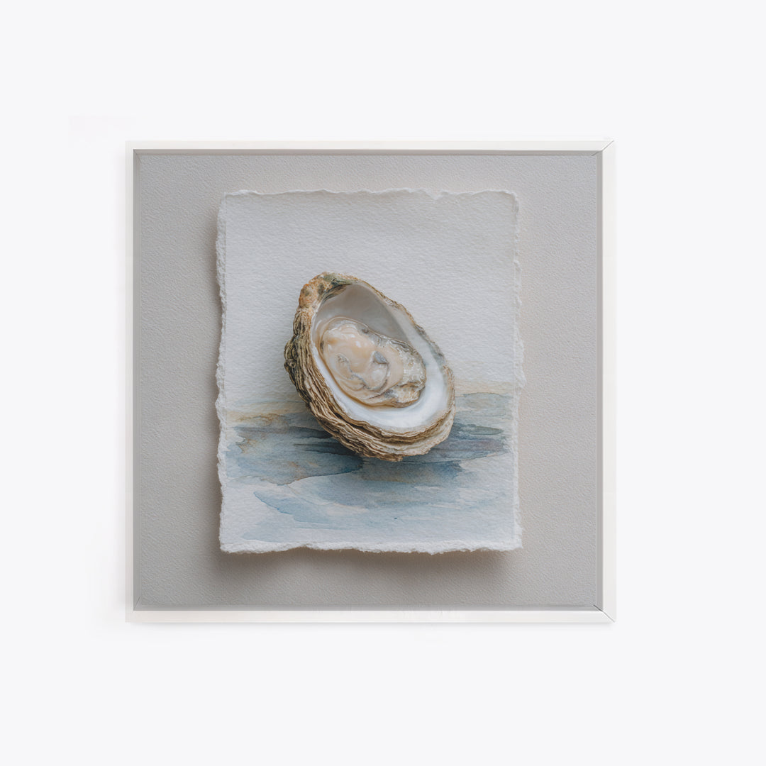 Oyster Shell Study Framed Canvas Print, Coastal Art, Beach Art, Coastal Decor, Oil Painting, Coastal, Room Decor, COA-1x1-51