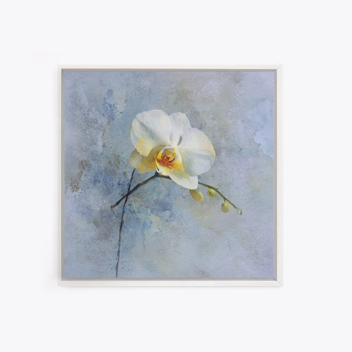 White Orchid on Stone Background Framed Canvas Print, Dental Office Art, Dental Gift, Office Decor, Abstract Art, Calm, DOA-1x1-84
