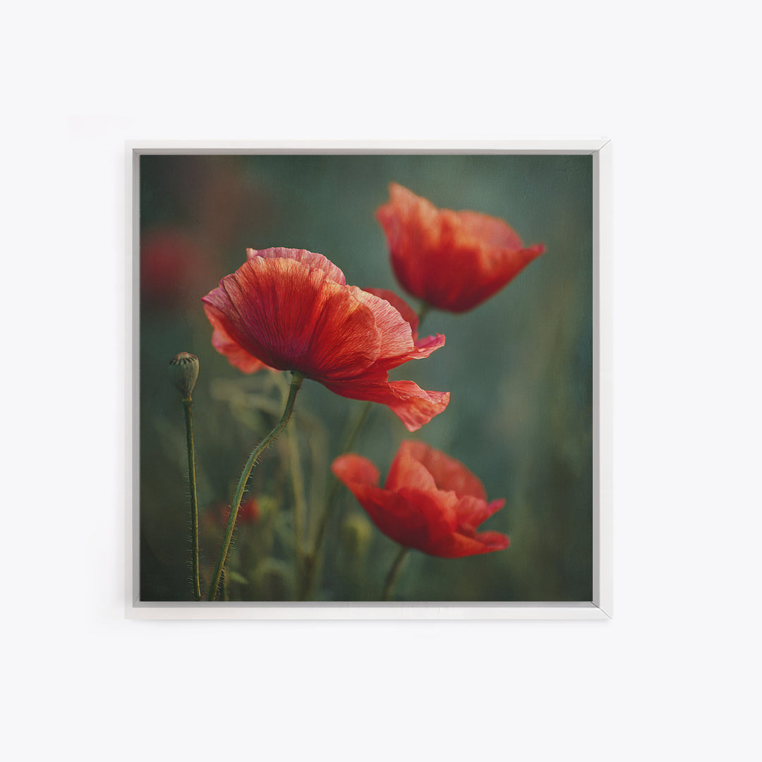 Poppy Field with Red Petals and Green Framed Canvas Print, Floral Art, Gallery Decor, Living Room Decor, Fine Art, Bloom, FLO-1x1-32