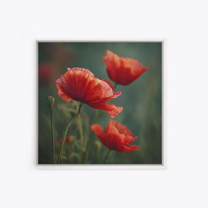 Poppy Field with Red Petals and Green Framed Canvas Print, Floral Art, Gallery Decor, Living Room Decor, Fine Art, Bloom, FLO-1x1-32