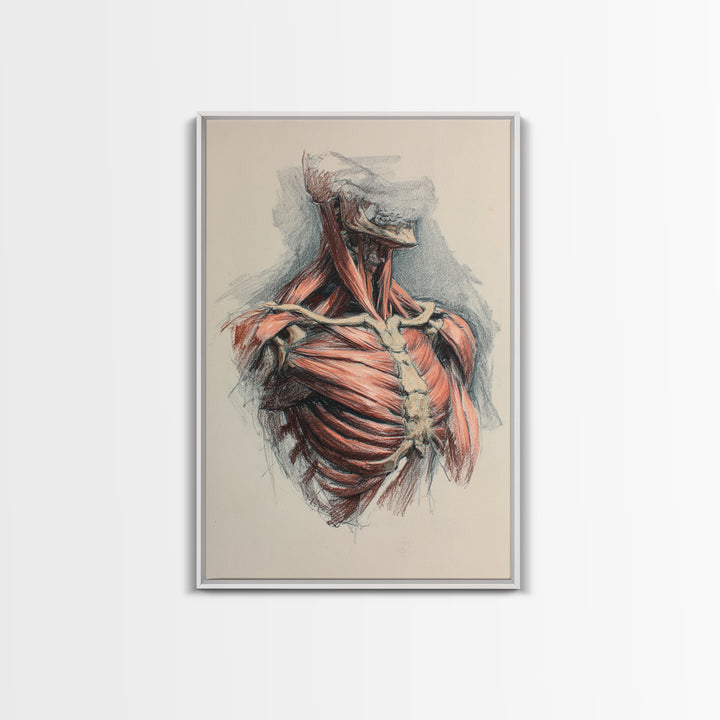 Anatomical Muscle Study Framed Canvas Print, Fitness Studio Art, Modern Decor, Gym Decor, Abstract Art, Motion, FSA-2x3-17