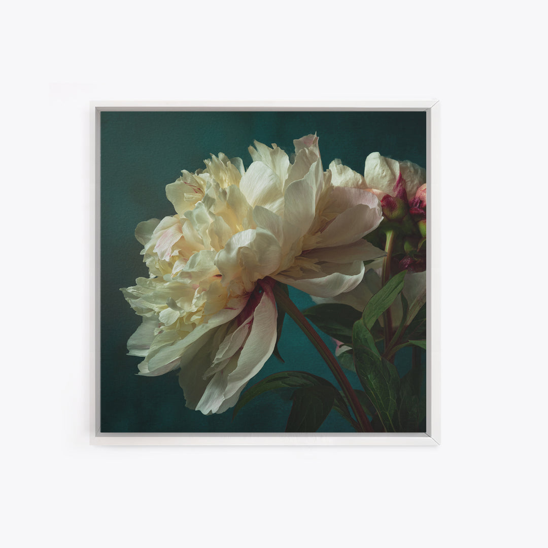 Romantic Neutral Peony Closeup Canvas Print, Master Bedroom, Vinyl Wall Decal, Bedroom Decor, Fine Art, Sanctuary, MAS-1x1-26