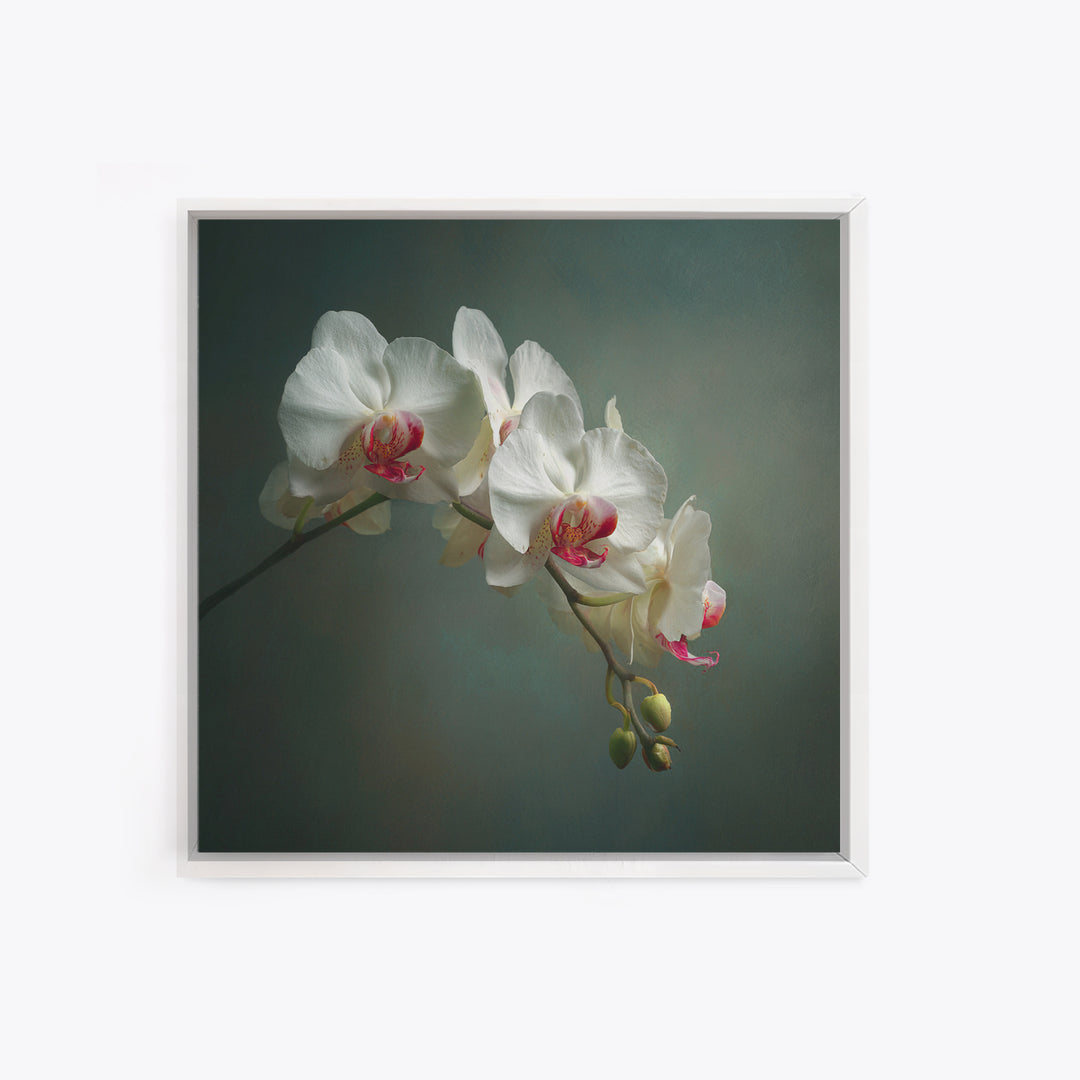 White Orchids Against Warm Gray Background Framed Canvas Print, Master Bedroom, Bedroom Decor, Abstract Art, Sanctuary, MAS-1x1-57