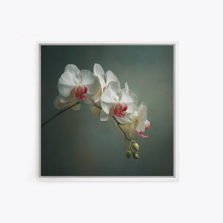 White Orchids Against Warm Gray Background Framed Canvas Print, Master Bedroom, Bedroom Decor, Abstract Art, Sanctuary, MAS-1x1-57