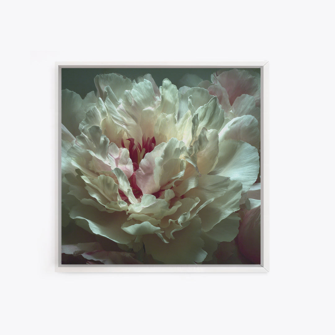 Romantic Neutral Peony Closeup Canvas Print, Master Bedroom, Textured Painting, Bedroom Decor, Fine Art, Sanctuary, Wall Decal, MAS-1x1-98