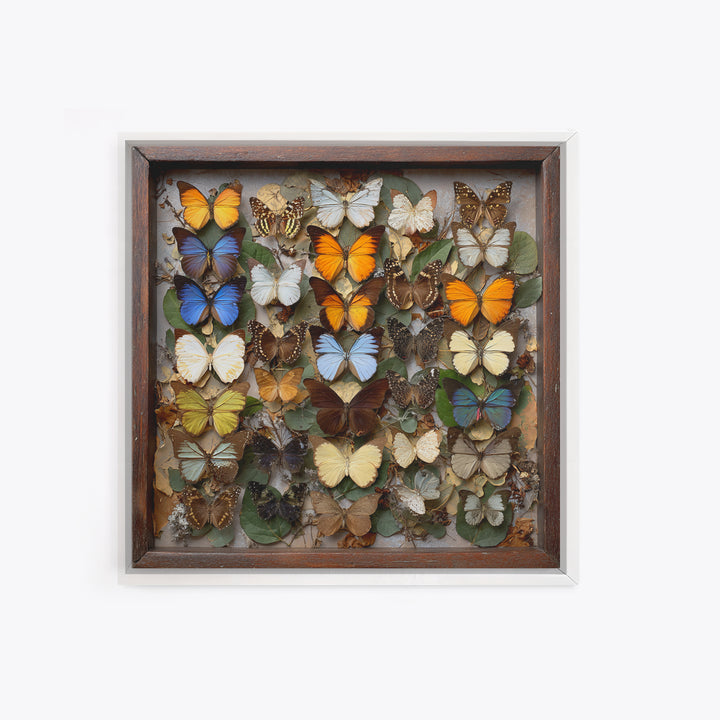 Framed Butterfly Collection Framed Canvas Print, Maximalist Art, Moody Wall Art, Living Room Decor, Fine Art, Maximal, MAX-1x1-71